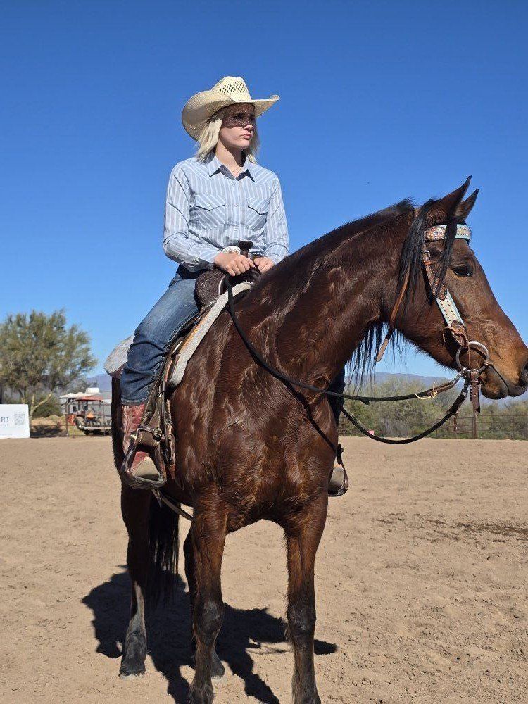2019 registered friesian sport horse