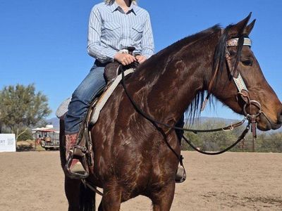 2019 registered friesian sport horse