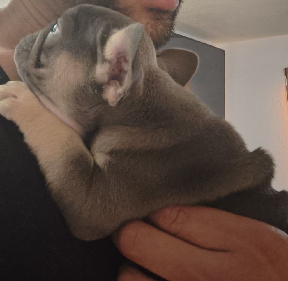 AKC pure bred Frenchbulldogs 6.5 weeks old!