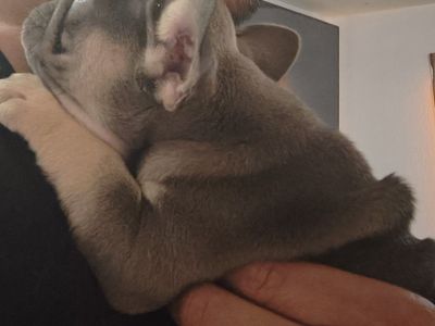 AKC pure bred Frenchbulldogs 6.5 weeks old!