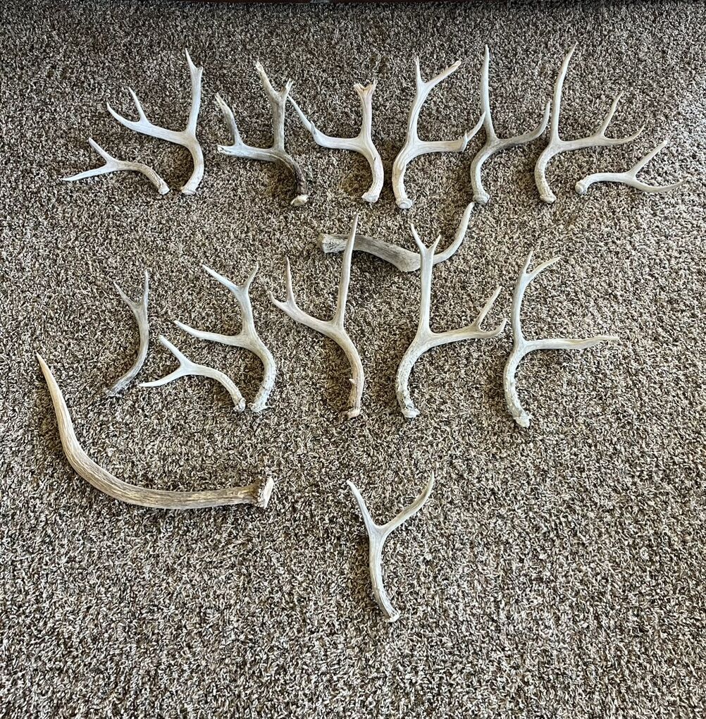 Shed Horns For Sale