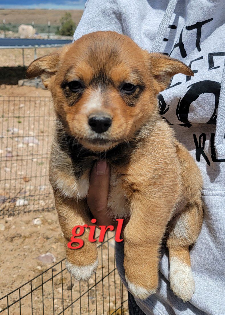 Cowboy Corgi (heeler/corgi cross)