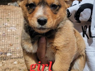 Cowboy Corgi (heeler/corgi cross)