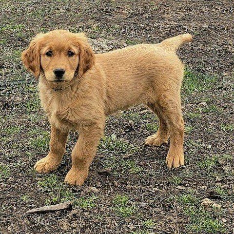 AKC Ready Now! DNA Female Golden Retriever Puppies