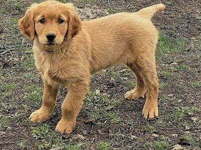 AKC Ready Now! DNA Female Golden Retriever Puppies