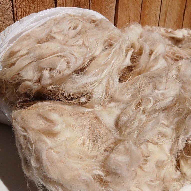 Icelandic Sheep Wool and Rams