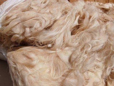 Icelandic Sheep Wool and Rams