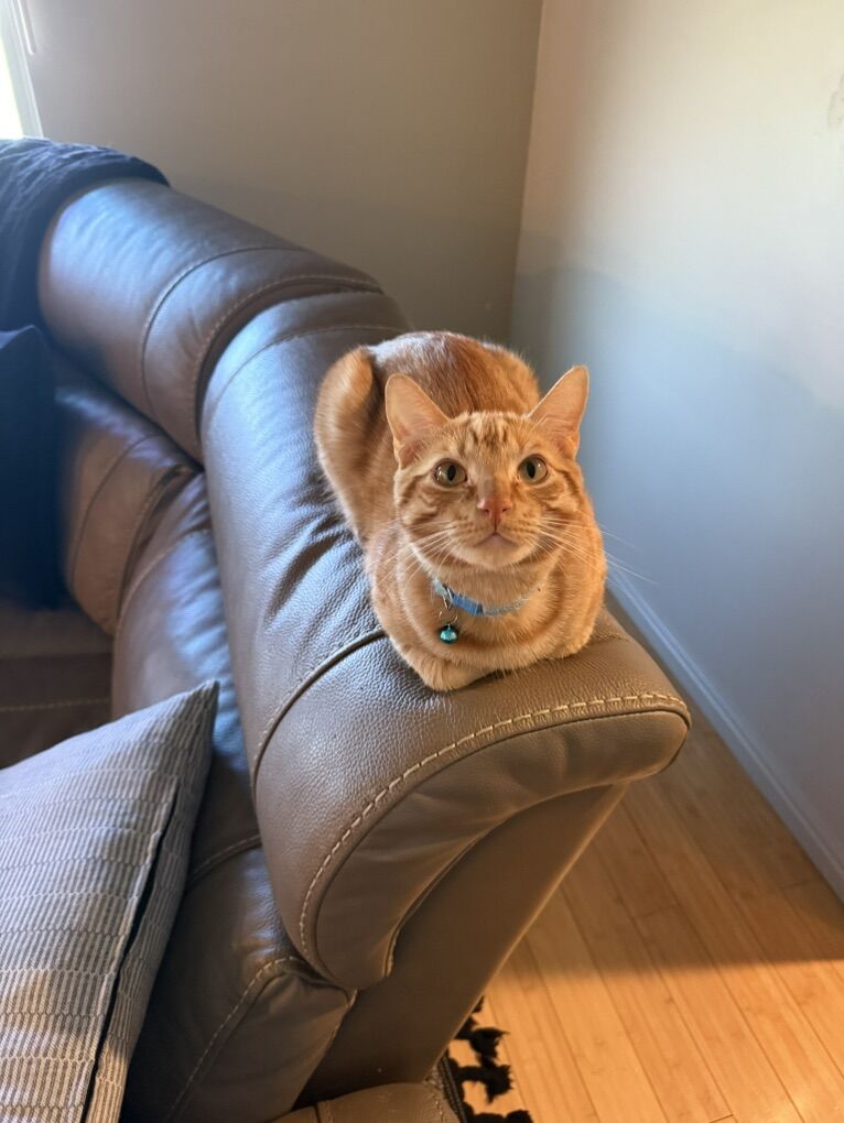 Missing Orange Striped Short-Haired Kitty