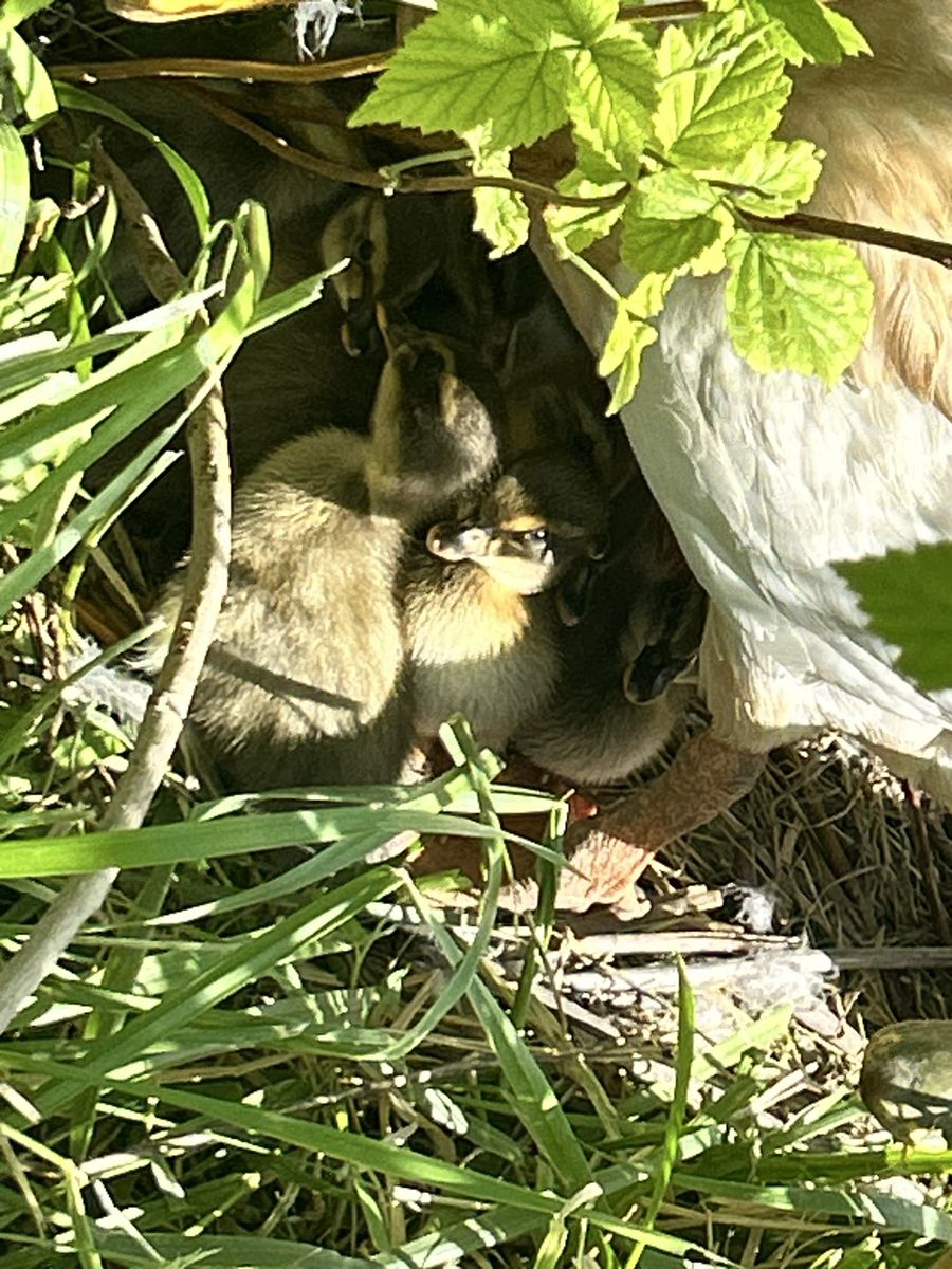 Ducks and Ducklings - Runners