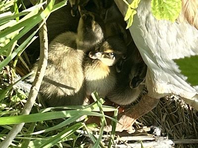 Ducks and Ducklings - Runners
