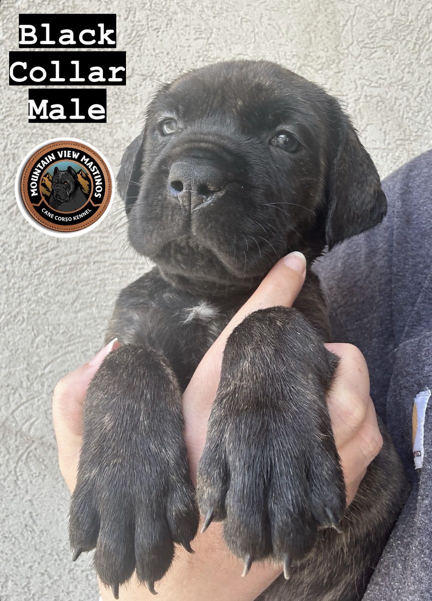 Dual registered (AKC & ICCF) Cane Corso Puppies!