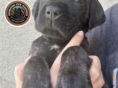 Dual registered (AKC & ICCF) Cane Corso Puppies!