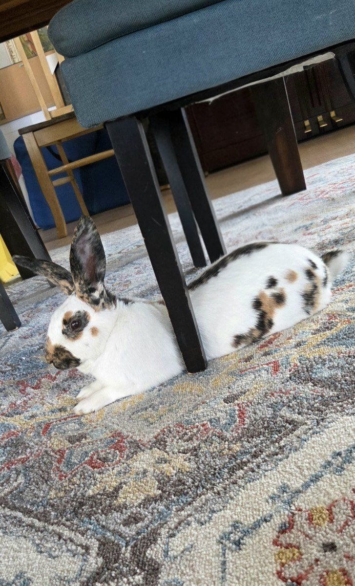 Registered Marked Show Rhinelander Bunny Rabbit Buck