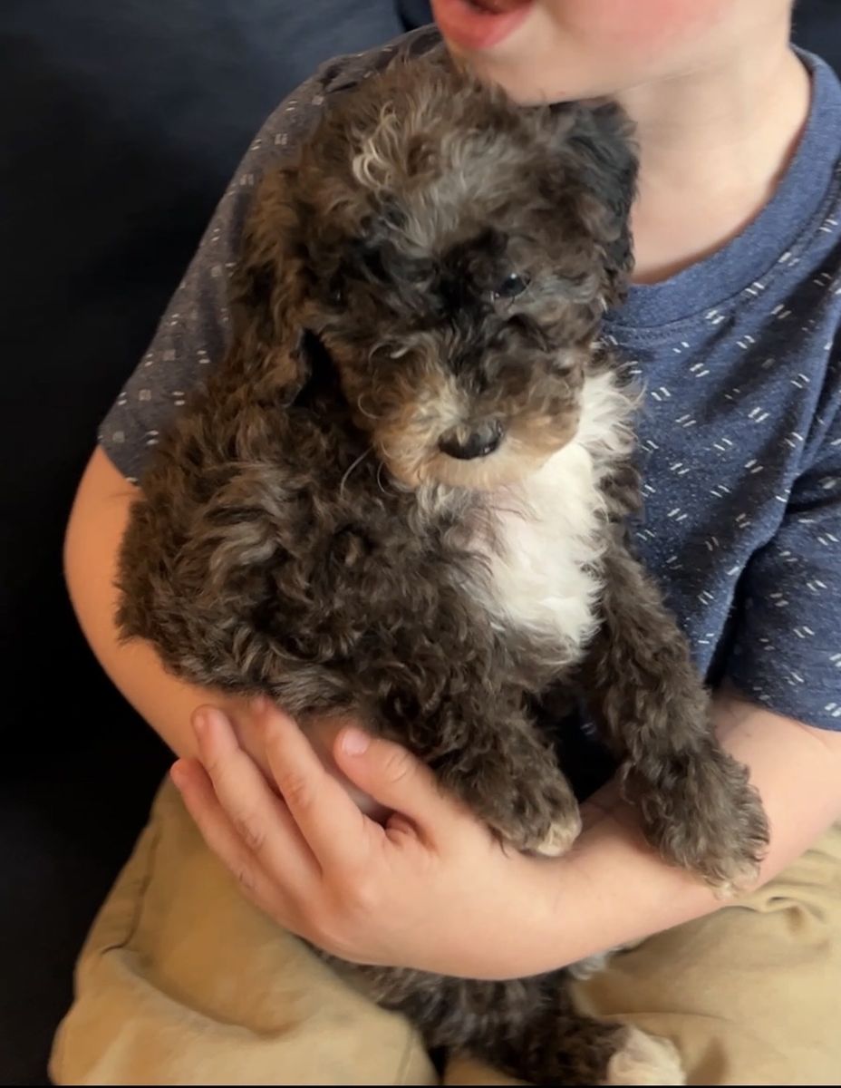AKC Toy Poodle