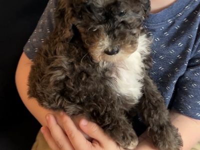 AKC Toy Poodle