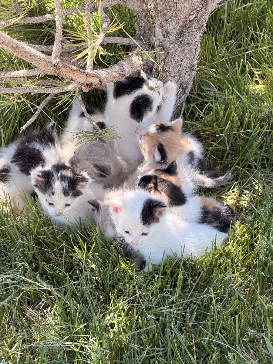 Free Cats