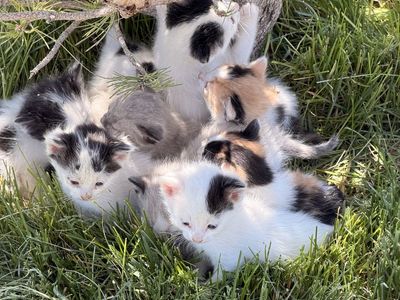 Free Cats