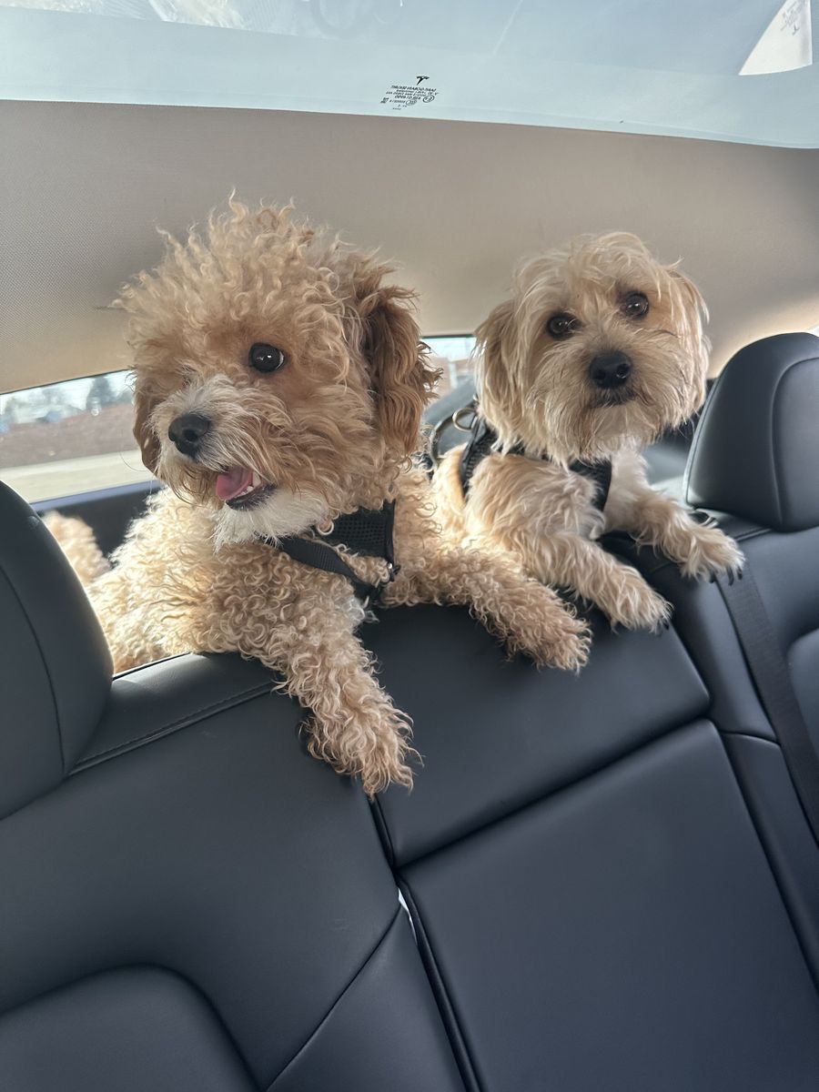 Needing to find a good home for these adorable dogs