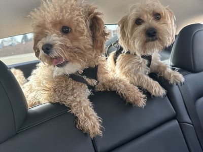 Needing to find a good home for these adorable dogs