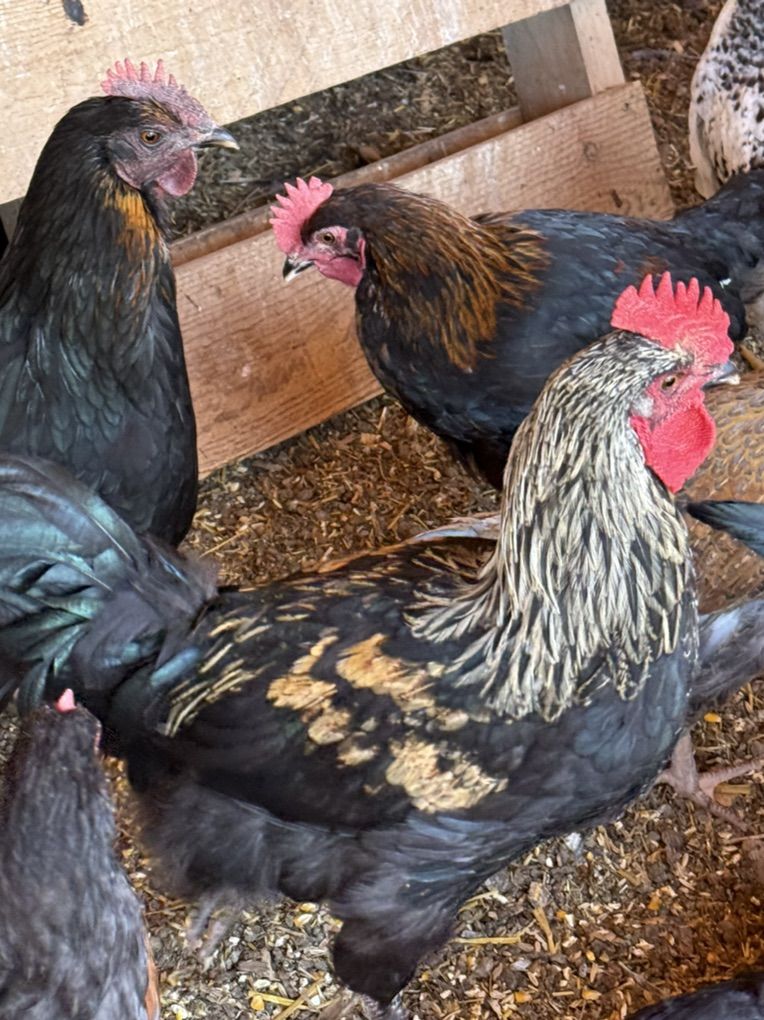 Young Rooster