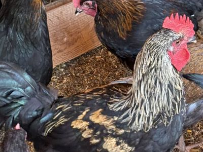 Young Rooster