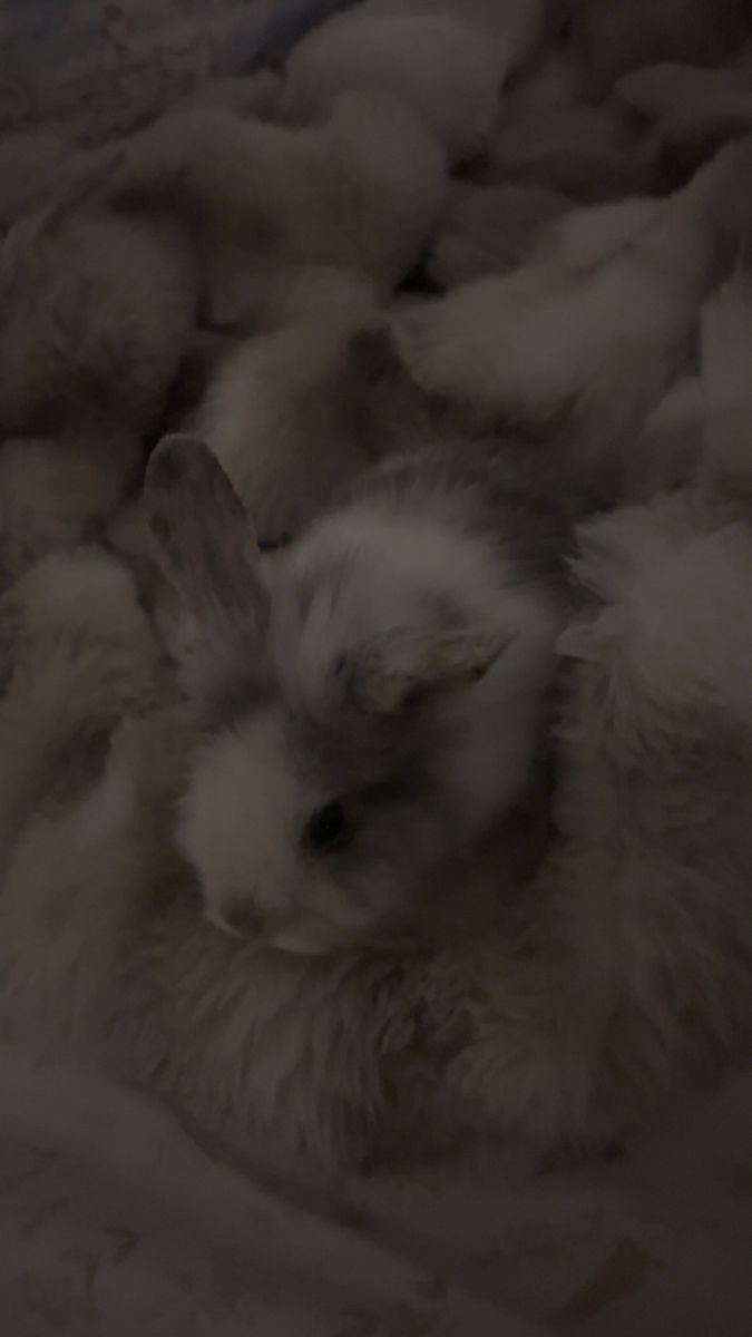 Friendly 7-Month-Old Bunny (Houdini) - White & Gray Pet Rabbit