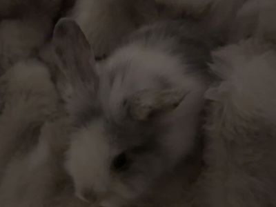 Friendly 7-Month-Old Bunny (Houdini) - White & Gray Pet Rabbit