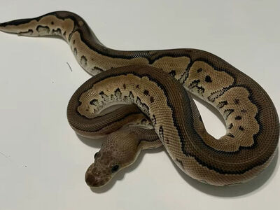 Baby Ball Python