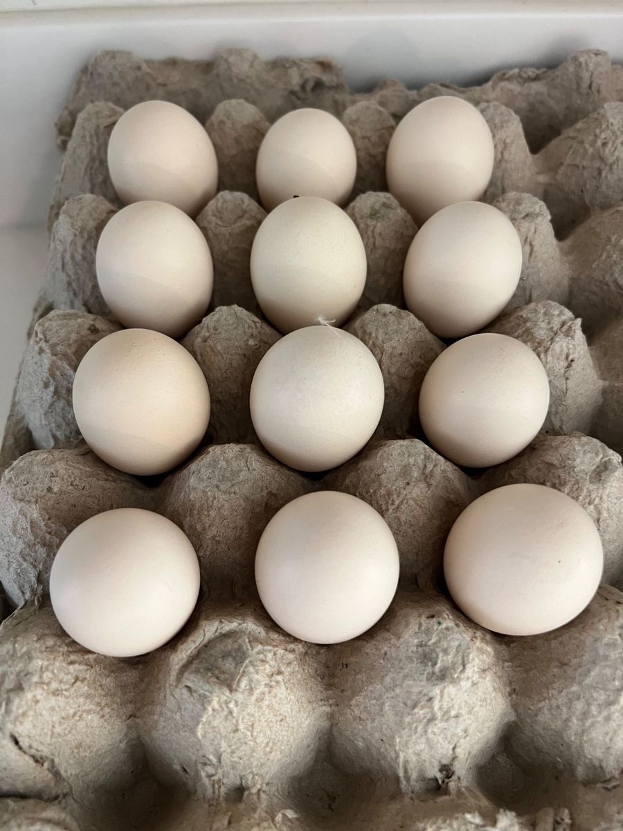 Fertilized Silkie Chicken Eggs - Fluffy - Wide range of colors