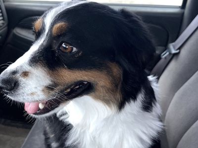 Miniature Australian Shepherd Dog - Black Tri-Color
