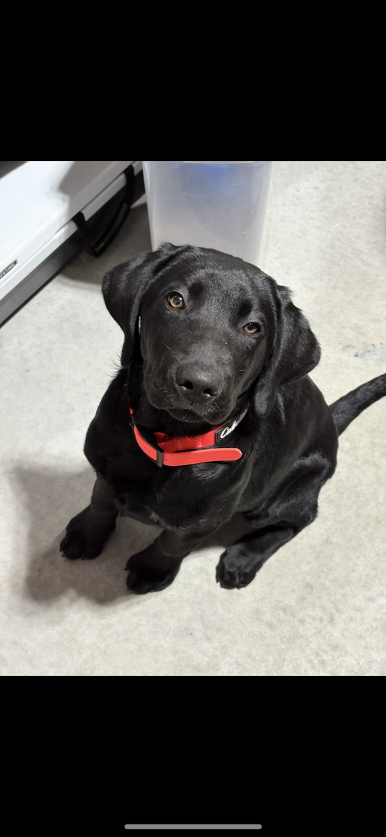 Purebred Black Lab Retriever - male- feather chaser