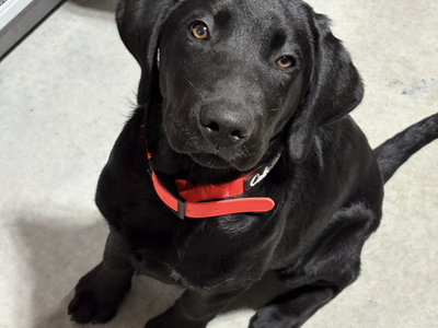 Purebred Black Lab Retriever - male- feather chaser