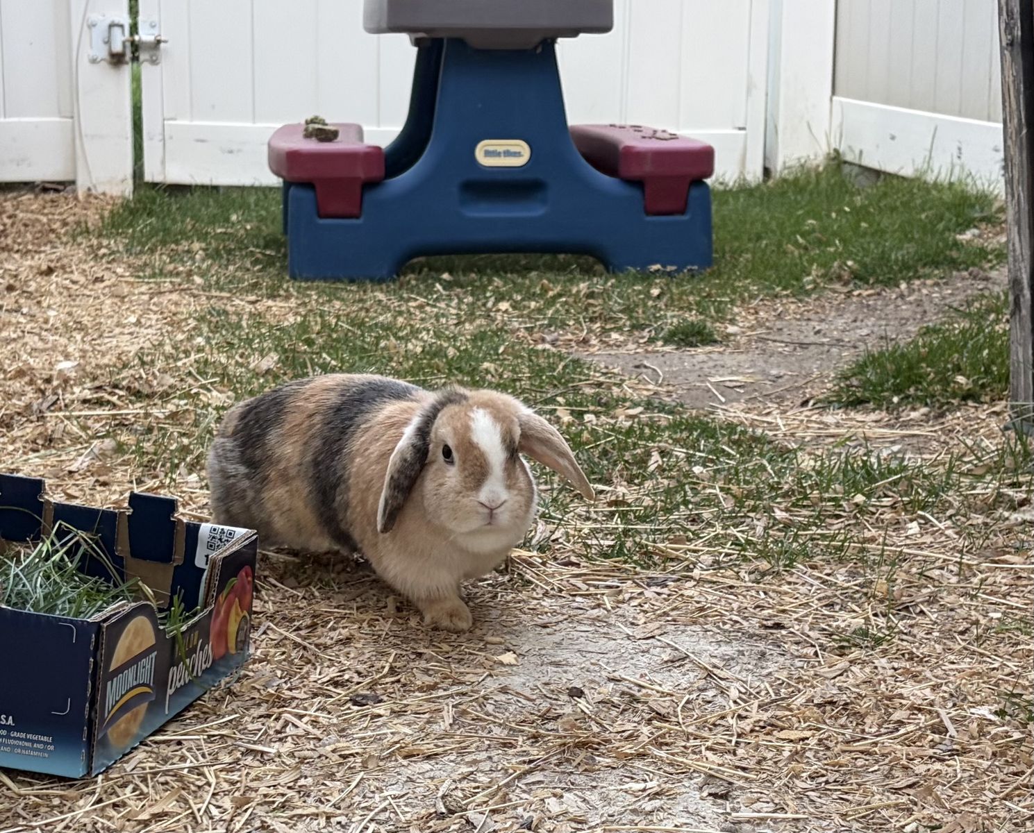 Holland Lop Doe FREE