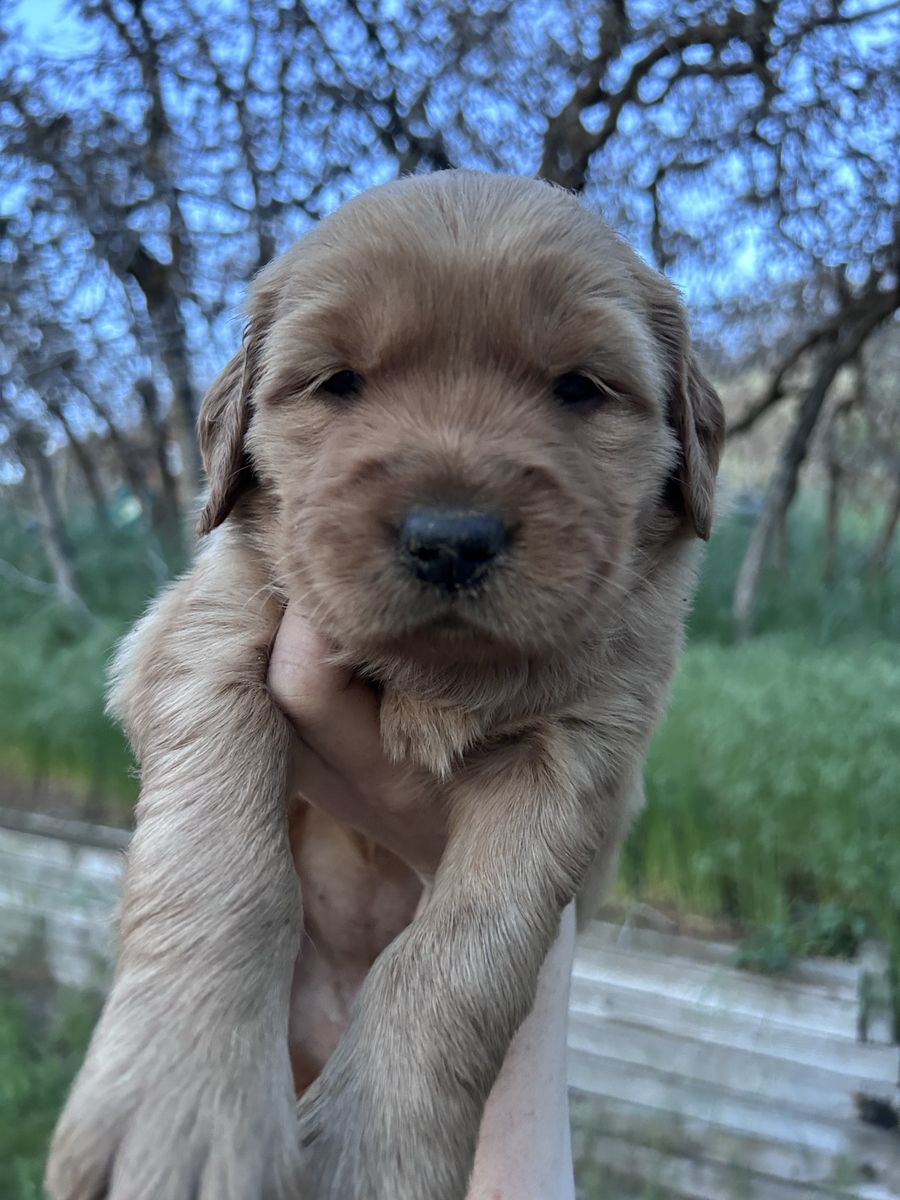 Golden Retriever Puppies Ready in June!