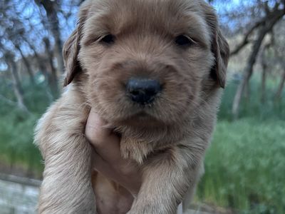 Golden Retriever Puppies Ready in June!