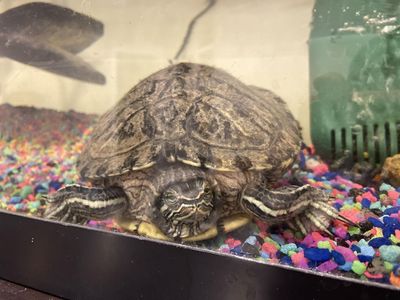 Pet Turtle and everything needed to take care of him