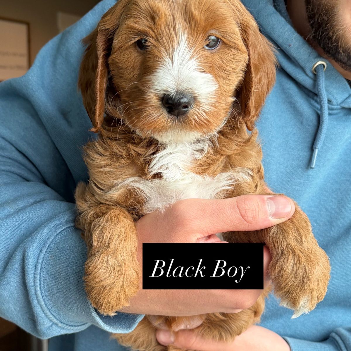 Mini Goldendoodle Puppies