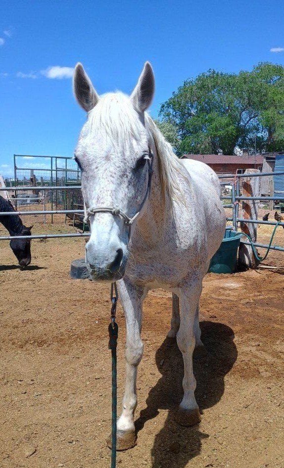15 year old Quarter/Arabian
