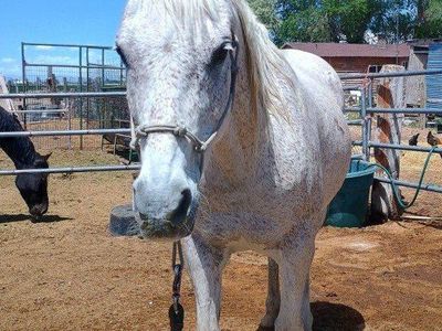 15 year old Quarter/Arabian