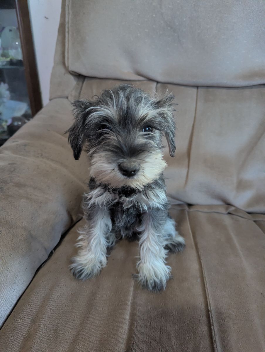 Mini Schnauzer Puppies