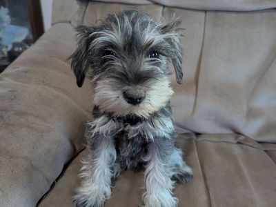 Mini Schnauzer Puppies