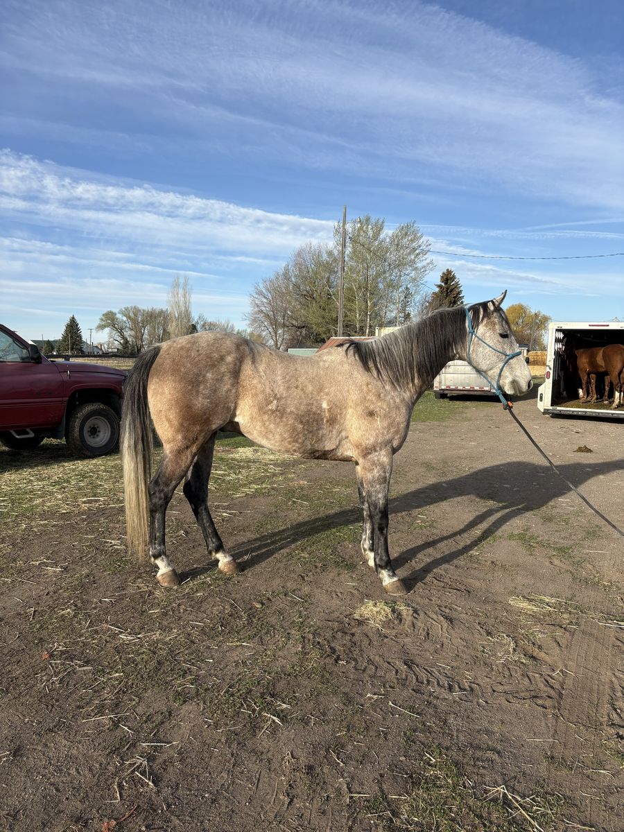 7 yo Gelding