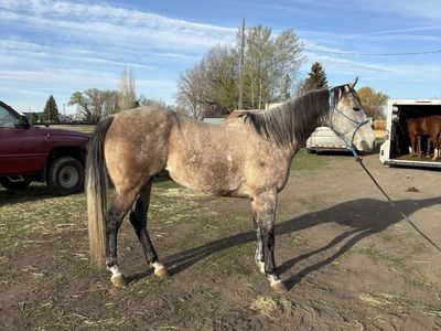 7 yo Gelding