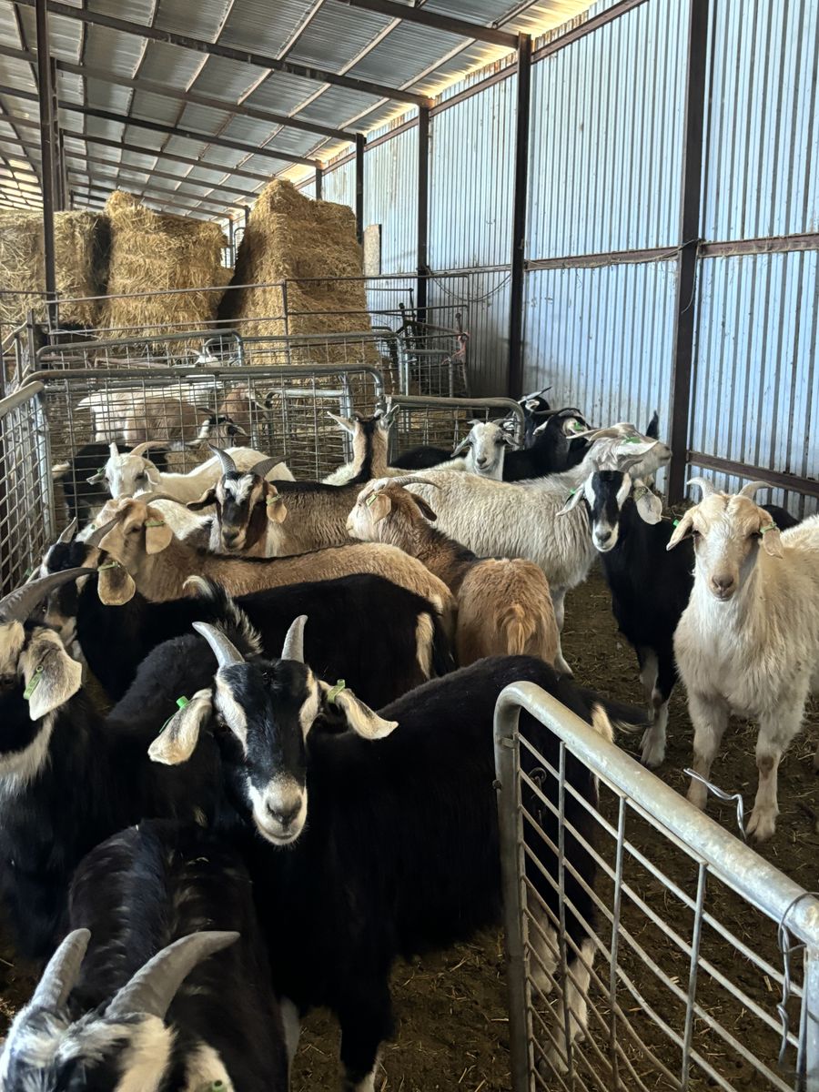 1-2 Year Old Kiko & Kiko X Savanna Does