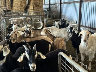 1-2 Year Old Kiko & Kiko X Savanna Does