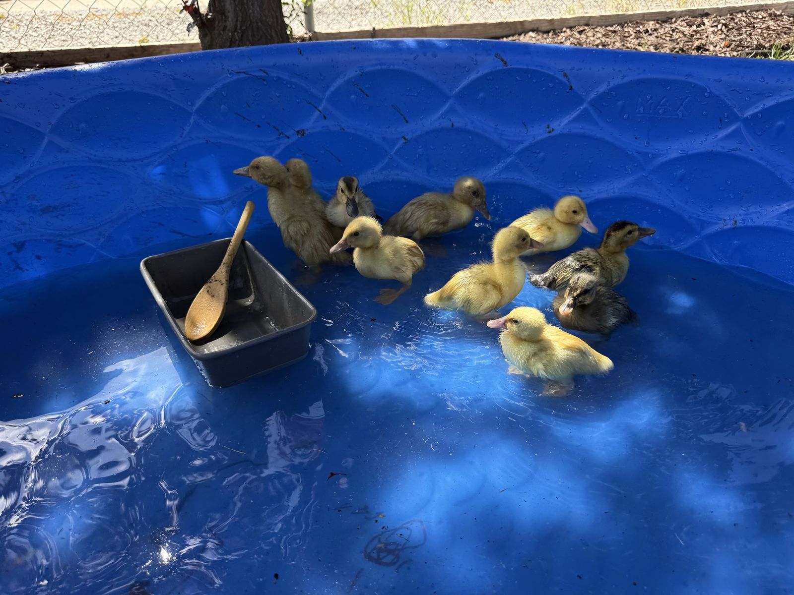 baby ducks