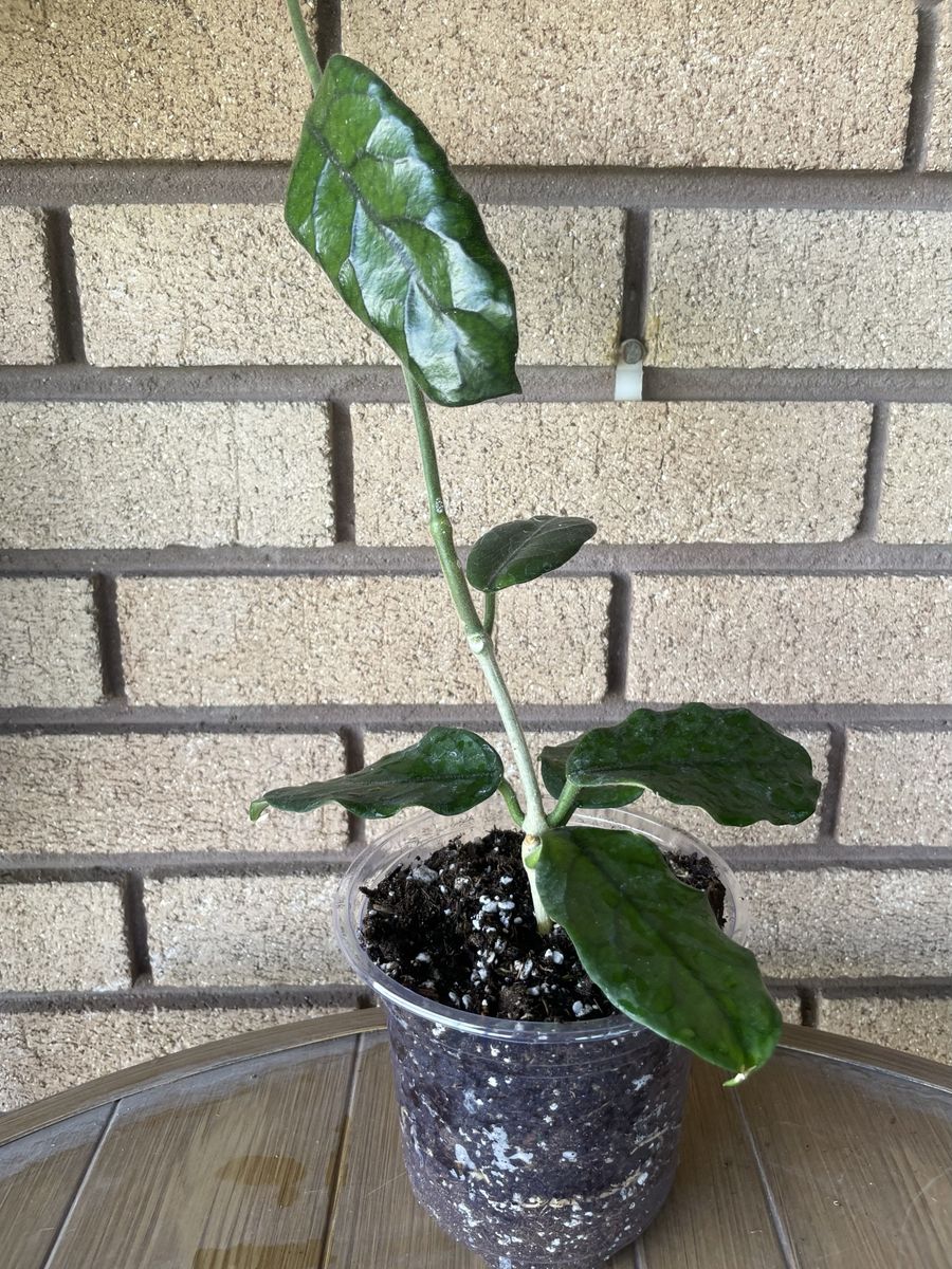 Hoya Villosa