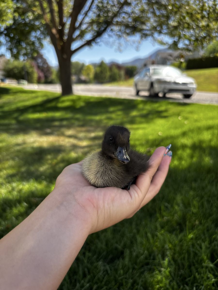 Ducklings