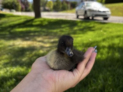 Ducklings