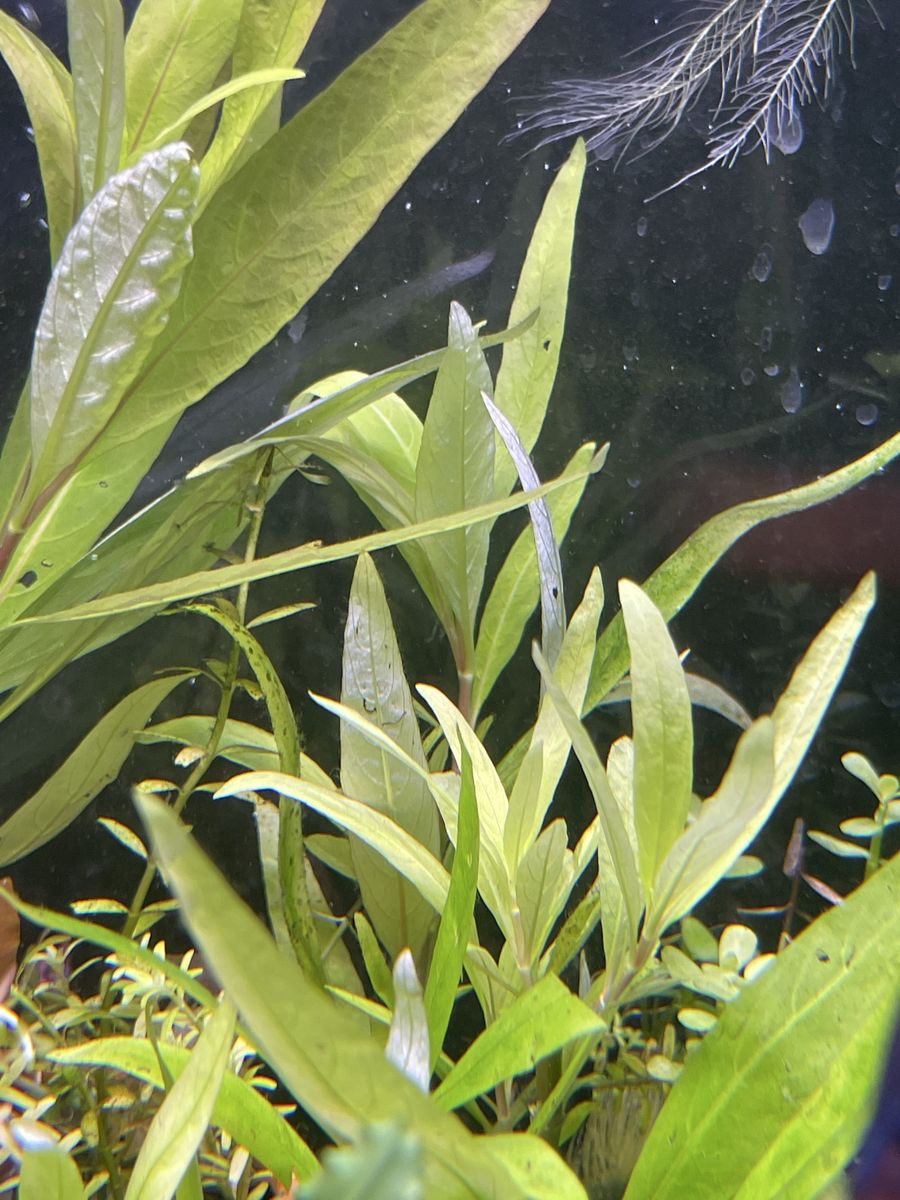 Plant trimming